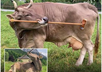 Karvė.Pieno ūkio nuotr