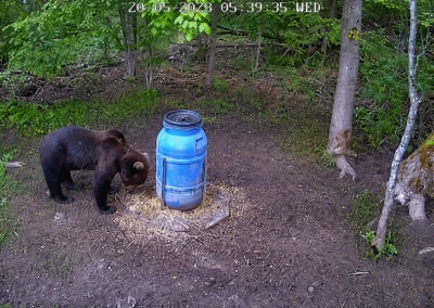 Meška Kėdainių krašte. Rinkos aikštės nuotr.