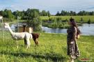 Naujieji alpakų namai buvo įrengti konsultuojantis su jas auginančia specialiste B. Dapkiene. B. Dapkienės nuotr.