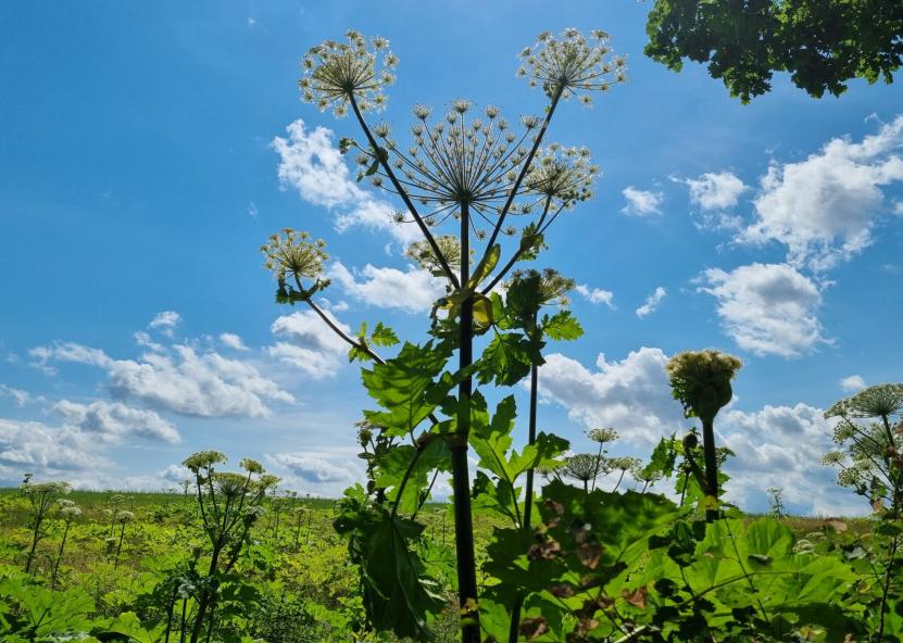 Valstybinių miškų urėdijos nuotr. 