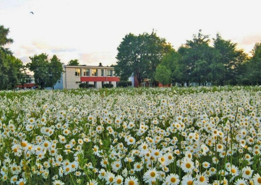 Akademijos miestelyje žydėjo įspūdinga ramunėlių pieva, kuri džiugino gyventojų akis jau kelis pastaruosius metus iš eilės. „Rinkos aikštės“ archyvo nuotr. 