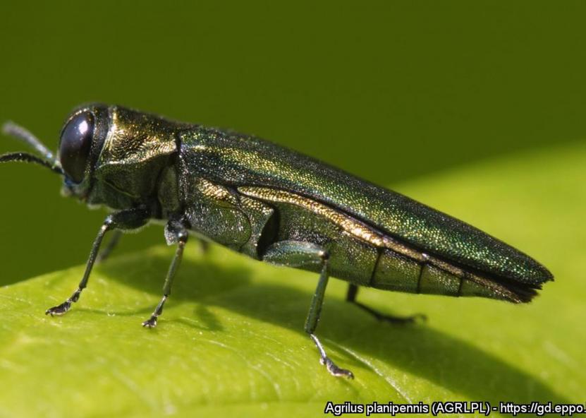 Agrilus planipennis.VAT nuotr. 