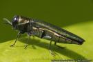 Agrilus planipennis.VAT nuotr.