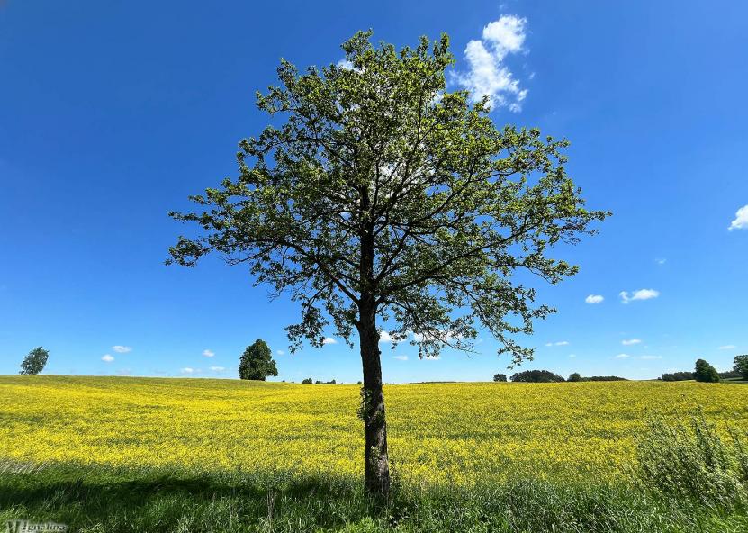 ŽŪM nuotr. 