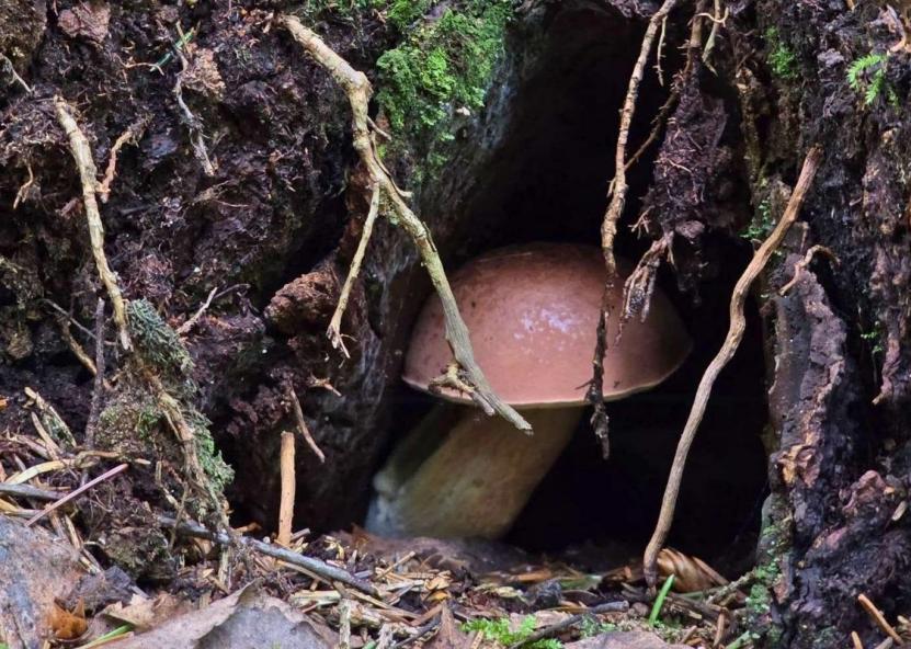 Asociatyvi nuotr. 