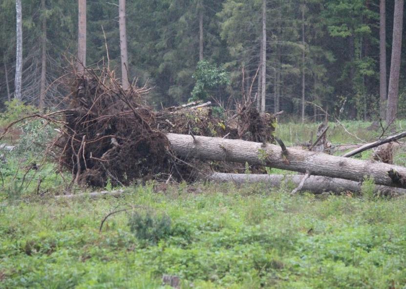 Asociatyvi nuotr. Gedimino Stanišausko nuotr. 