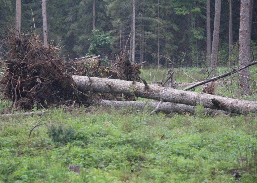 Asociatyvi nuotr. Gedimino Stanišausko nuotr. 