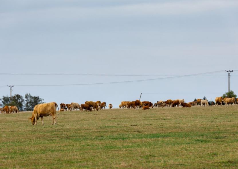 Pieno ūkio nuotr. 