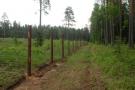 Valstybinių miškų urėdijos nuotr.