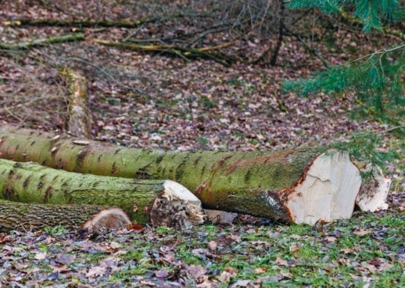 Asociatyvi nuotr. Rinkos aikštė nuotr. 