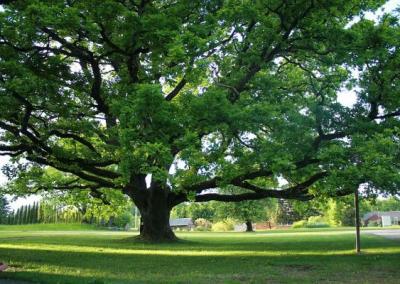 Klykių ąžuolas. Arboristikos centro nuotr.