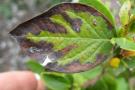 Patvirtintas pirmasis karantininės bakterijos Xylella fastidiosa aptikimo atvejis Liuksemburge.